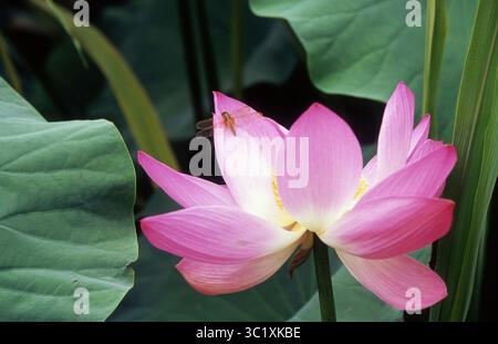 Rosa Lotusblüte mit ruhender Libelle zwischen üppigen Blättern Stockfoto