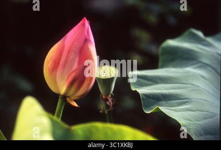 Rosa Lotus Bud und Samenkopf neben Curved Leaf Stockfoto