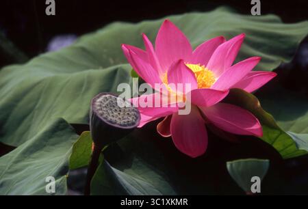 Rosafarbene Lotusblume und Samenkorb auf breiten grünen Blättern Stockfoto
