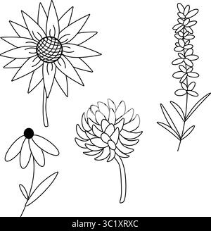 Wildblumen Klee Sonnenblume Lavendel Honig Set. Vektorgrafik-Strichdarstellung. Für Produktionsdesign für Modegrafiken, Textildrucke, Stoff Stock Vektor