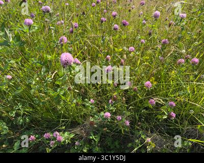 Ein wunderschönes Feld mit violetten Kleeblüten in voller Blüte unter Sonnenlicht. Stockfoto