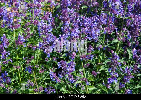 Kleine violette Blüten von Walkey's Low Nepeta, Nepeta racemosa, die Raceme Katzenminze. Schöne blaue Katzenminze in voller Blüte für Hintergrund, Post, Bildschirmschoner Stockfoto