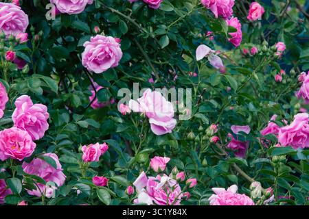Rosafarbene Blume. Rosafarbener Rosenstrauch. Rosenstrauch bedeckt mit großen rosa Blüten. Rosafarbene Rosenblumen Blowballs für Hintergrund, Post, Bildschirmschoner, Hintergrundbild, Postca Stockfoto