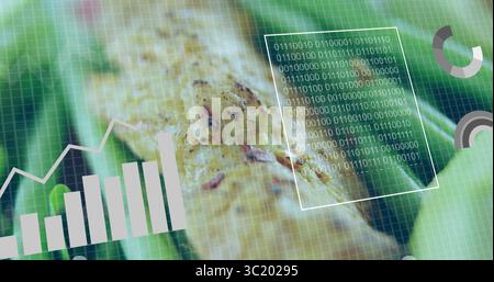 Hähnchenfilet auf Grünpflanzen im Armaturenbrett mit Datendiagrammen und Indikatoren und Rasterüberlagerung Stockfoto