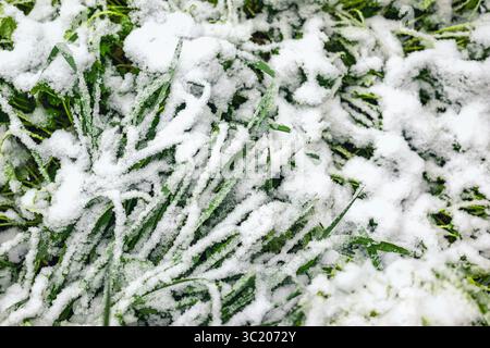 Grünes Gras und Neuschnee. Schneebedecktes Gras, frühe erste Herbstfröste. Spätherbst. Minimalistischer Winter-natürlicher Hintergrund. Konzept von Stockfoto