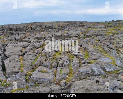 Rauer Kalksteinpflaster von Burren, Irland, mit Rissen und Spalten gefüllt mit Wildblumen unter einem bewölkten Himmel. Stockfoto