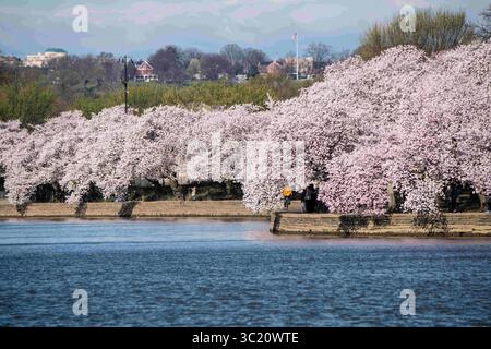 1. April 2019 – Washington, DC, Vereinigte Staaten von Amerika – Kirschblüten in Spitzenblüte am Tidal Basin 1. April 2019 in Washington, D.C. die blühenden Kirschbäume entstanden 1912 als Geschenk der Freundschaft der japanischen Bevölkerung. Jedes Jahr am 29. März findet das nationale Kirschblütenfest statt, um den Jahrestag des Geschenks aus Japan zu feiern. (Kreditbild: © Lance Cheung via ZUMA Wire) Stockfoto