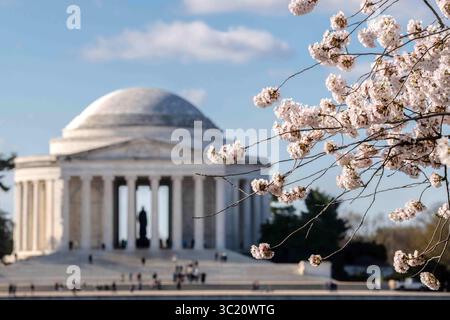 1. April 2019 – Washington, DC, Vereinigte Staaten von Amerika – die Kirschblüte am Tidal Basin mit dem Jefferson Memorial am 1. April 2019 in Washington, D.C. die blühenden Kirschbäume entstanden 1912 als Geschenk der Freundschaft der japanischen Bevölkerung. Jedes Jahr am 29. März findet das nationale Kirschblütenfest statt, um den Jahrestag des Geschenks aus Japan zu feiern. (Kreditbild: © Lance Cheung via ZUMA Wire) Stockfoto