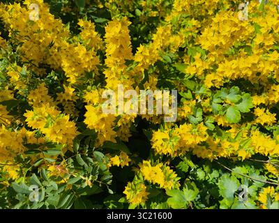 Nahaufnahme von schönen gelben Blüten in voller Blüte, umgeben von grünen Blättern. Stockfoto