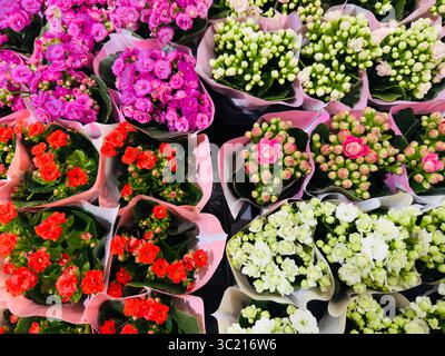 Lebendige Ausstellung von farbenfrohen kalanchoe-Blumen in verschiedenen Farben. Stockfoto