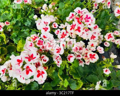Nahaufnahme leuchtender roter und weißer Geranie-Blüten in voller Blüte. Stockfoto