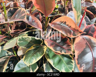 Die variegierte Gummipflanze Ficus elastica Tricolor geniet einen  Sommerurlaub im geschtzten Schatten Stockfotografie - Alamy