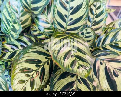 Detaillierte Ansicht der einzigartigen und auffälligen gestreiften Blätter einer Calathea-Pflanze. Stockfoto