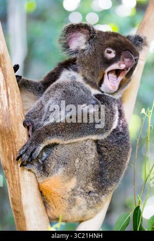 30. Juni 2016 - Ein Koala und joey sitzen in einem Baum in Far n th Queensland, Australien (Foto: © Chris Putnam/ZUMA Wire) Stockfoto