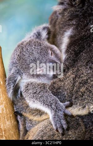 30. Juni 2016 - Ein Koala und joey sitzen in einem Baum in Far n th Queensland, Australien (Foto: © Chris Putnam/ZUMA Wire) Stockfoto