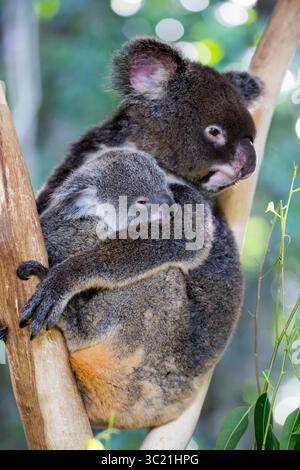 30. Juni 2016 - Ein Koala und joey sitzen in einem Baum in Far n th Queensland, Australien (Foto: © Chris Putnam/ZUMA Wire) Stockfoto