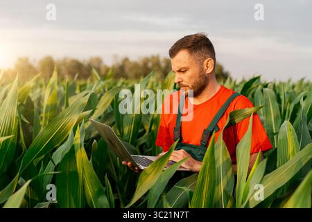 Mann Farmer mit Laptop auf grünem Maisfeld Stockfoto