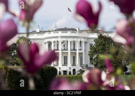 8. April 2019 – Washington, DC, Vereinigte Staaten von Amerika – Magnolienbäume blühen im Frühjahr entlang des Südrasen des Weißen Hauses am 8. April 2019 in Washington, DC. (Bild: © Andrea Hanks Via ZUMA Wire) Stockfoto
