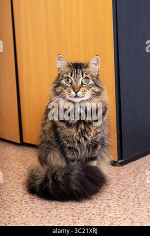 Eine flauschige braune Katze sitzt ruhig in einem gemütlichen Zimmer mit hölzernem und dunklem Hintergrund und schafft eine ruhige Atmosphäre Stockfoto