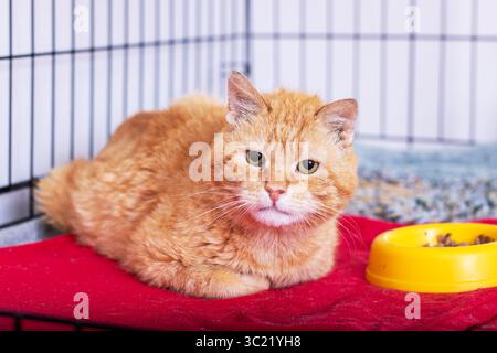 Eine entzückende orangene Katze liegt bequem in einer gemütlichen Umgebung und verbreitet Freude und Wärme Stockfoto