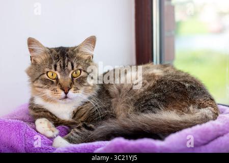 Eine charmante und hübsche Tabby-Katze-Lounge liegt bequem auf einer weichen Decke nahe einem sonnigen Fenster und genießt den Tag Stockfoto