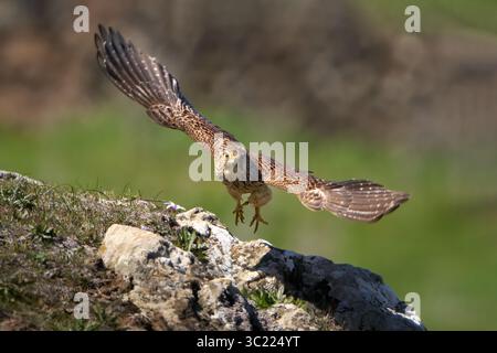 Falco tinnunculus canariensis (Falco tinnunculus canariensis), das über vegetative Felsen in El Hierro fliegt Stockfoto