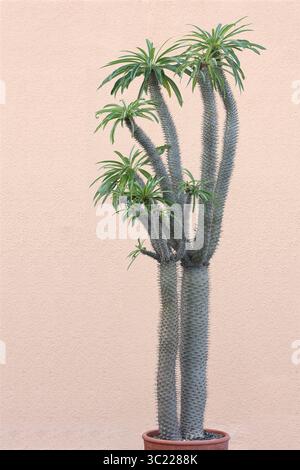 Nahaufnahme: Großes Pachypodium lamerei, Madagaskar Palm. Höhe 180 cm vom Boden im Blumentopf. Stockfoto