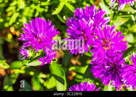 Makroansicht blühender violetter Astern mit grünen Blättern im Garten. Schweden. Stockfoto