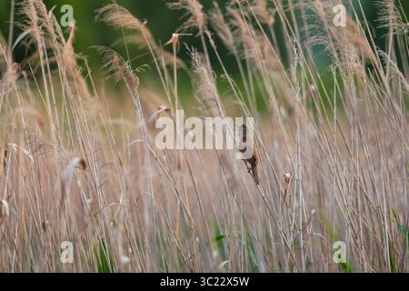 Großer Schilflauchvogel, der zwischen hohem, trockenem Schilf in natürlichen Feuchtgebieten singt. Aufgenommen im frühen Frühjahr mit verschwommenem grünem Hintergrund und ausdrucksstark Stockfoto