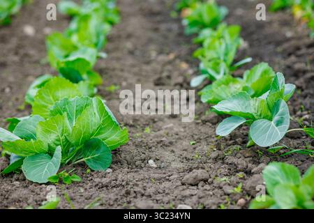 Jungkohl-Pflanzen, die in ordentlichen Reihen auf offenem Boden wachsen, Gemüsefeld, ökologischer Landbau und grünes Landwirtschaftskonzept Stockfoto