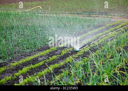 Bewässerung von Gemüsegartenreihen im Außenbewässerungssystem nachhaltige Landwirtschaft und Pflanzenpflege Stockfoto