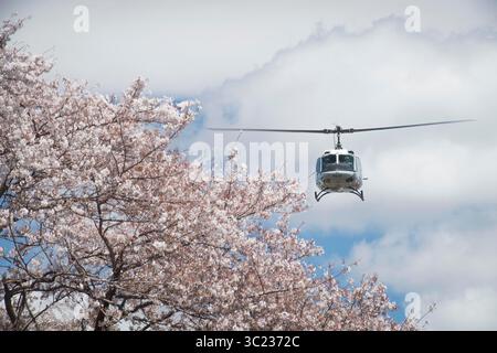 11. April 2019 - Yokota Air Base, Tokio, Japan - Ein 459th Airlift Squadron UH-1N Iroquoise Hubschrauber fliegt über Kirschblüten, 11. April 2019, auf der Yokota Air Base, Japan. Der 459 AS bietet eine reaktionsschnelle Luftbrücke für angesehene Besucher, sowie luftmedizinische Evakuierungen, Such- und Rettungseinsätze und vorrangige Luftbrücke-Missionen im gesamten Pazifik. (Bild: © U.S. Air Force/ZUMA Wire/ZUMAPRESS.com) Stockfoto