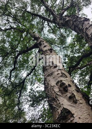 Eine dramatische Aufwärtsperspektive der hohen Birken in einem dichten Wald, die die strukturierte Rinde und ein Baldachin aus leuchtend grünen Blättern zeigt. Stockfoto