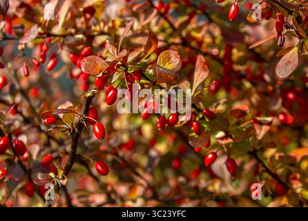 Kleine rötliche Blätter und reife rote Berberberrybeeren. Selektiver Fokus. Japanischer Garten Herbst Natur. Berberis thunbergii oder Thunberg's Red Barberry shr Stockfoto