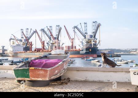 Hunde beobachten Fischerboote im Hafen von Lissabon Stockfoto