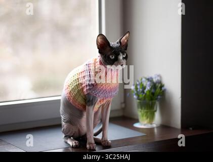 Porträt einer kanadischen Sphynx-Katze mit Pullover, die am Fenster sitzt Stockfoto