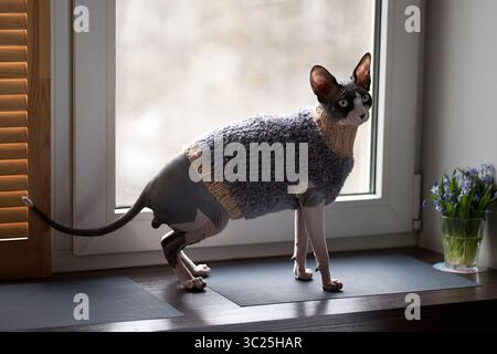 Porträt einer kanadischen Sphynx-Katze mit Pullover, die am Fenster sitzt Stockfoto