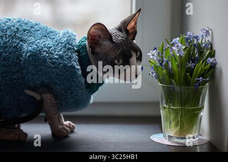 Porträt einer kanadischen Sphynx-Katze mit Pullover, die am Fenster sitzt Stockfoto