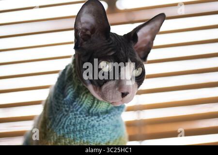 Porträt einer kanadischen Sphynx-Katze mit Pullover, die am Fenster sitzt Stockfoto
