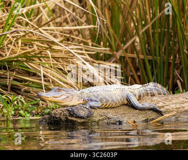 Wilder amerikanischer Alligator (Alligator mississippiensis) in seinem natürlichen Lebensraum in den Sümpfen von Louisiana Stockfoto