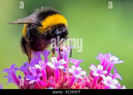 Schöne Hummel Stockfoto