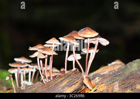 Pilze Wachsen Auf Totem Wald, Baumstamm, Mycena Haematopus, Burgundydrop Bonnet, Herbstwald, Müllerthal Luxemburg Stockfoto