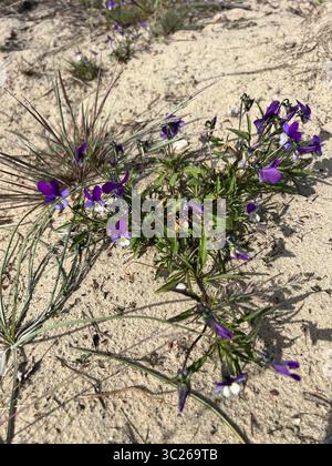 Wildes Stiefmütterchen (Viola tricolor) blüht an einem Sommertag im Nationalpark Kurische Nehrung, Litauen – seltene Küstenblume blüht in der Ostsee Stockfoto