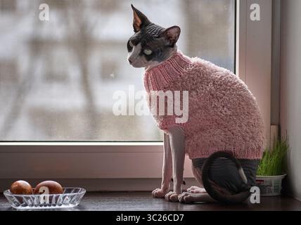 Eine schlanke, kurzhaarige Katze mit grauen und braunen Markierungen sitzt aufmerksam an einem Fenster. Die Katze trägt einen weichen, rosa Strickpullover. Es blickt heraus Stockfoto