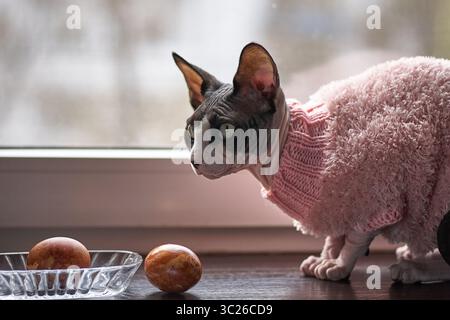 Eine Sphynx-Katze trägt einen rosafarbenen Strickpullover und schaut aufmerksam zwei Eier an, die auf einer Glasplatte sitzen. Die Katze steht auf einer hölzernen Fensterbank Stockfoto