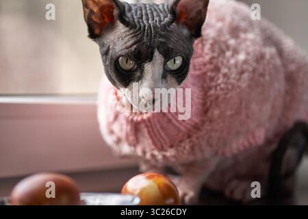 Eine schlanke, kurzhaarige Katze, wahrscheinlich eine Sphynx, trägt einen rosa Strickpullover. Die Katze steht vor einem Fenster und blickt aufmerksam auf etwas Stockfoto