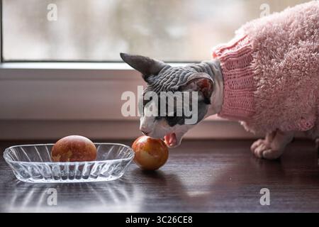 Eine Sphynx-Katze untersucht intensiv ein osterei in einer klaren Glasschale auf einer hölzernen Oberfläche. Die Katze trägt einen rosa Strickpullover. Die Hinterhand Stockfoto