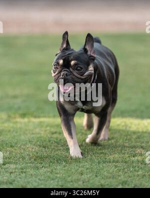 Fröhliche, lächelnde schwarze und braune französische Bulldogge auf dem Gras draußen im Sommer Stockfoto