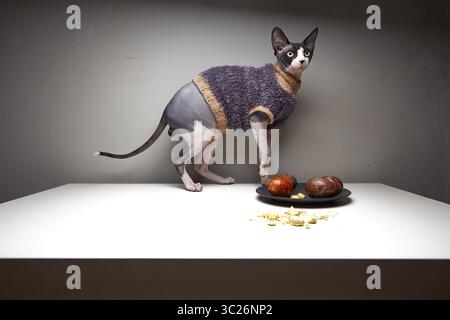 Eine schlanke Sphynx-Katze steht auf einem weißen Tisch und trägt einen kleinen, dunkelvioletten Pullover. Die Katze befindet sich vor einem Schild mit zwei dunkelbraunen Platten Stockfoto