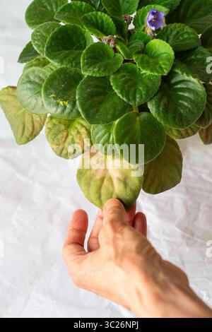 Weibliche Hände, die ein beschädigtes violettes Blatt halten Stockfoto